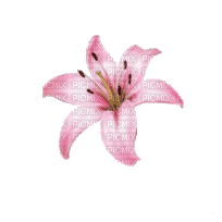 розовая лилия - GIF animate gratis
