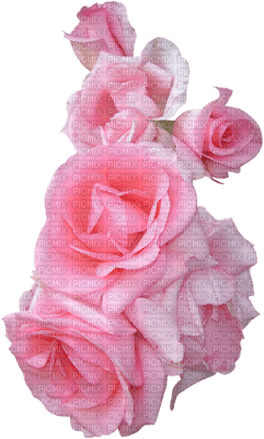 rose ,fleur - gratis png