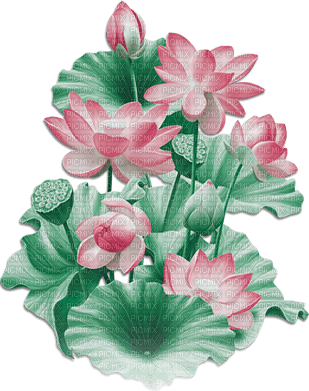 soave deco branch flowers water lilies pink green - ücretsiz png