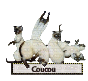 coucou - Безплатен анимиран GIF