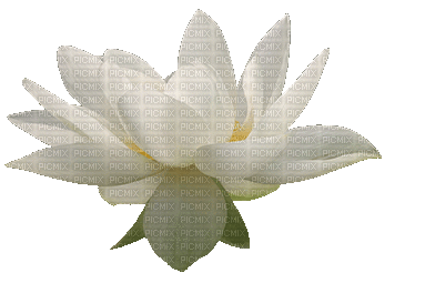 lotus flowers bp - GIF animate gratis