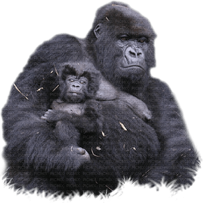Kaz_Creations Monkey Animals - ücretsiz png