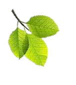 leaf - PNG gratuit