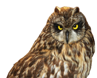 barn owl - png gratis