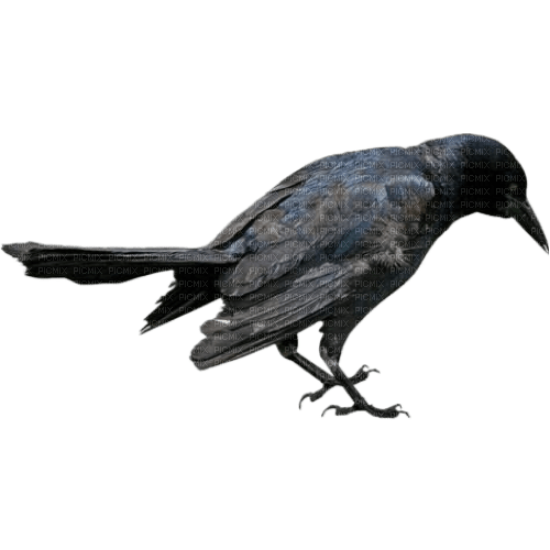 crow - png gratuito