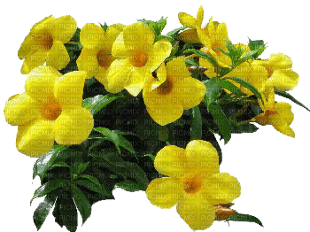 flores - PNG gratuit