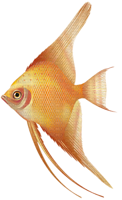 fish - фрее пнг