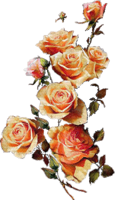 orange yellow roses flowers sunshine3 - 免费PNG