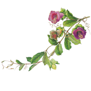 rama hojas flores  dubravka4 - безплатен png