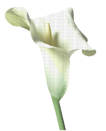 kikkapink white flower orchid - ücretsiz png