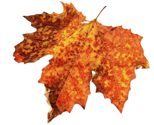 leaves fall autumn feuille leaf - png ฟรี