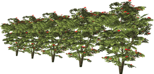 trees - nemokama png