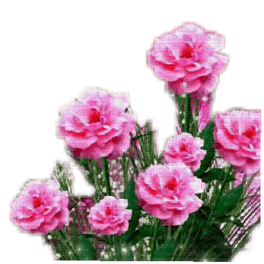 Pink flowers - zdarma png