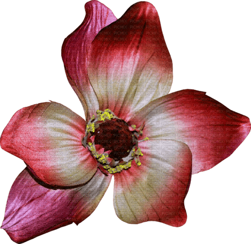 kikkapink deco scrap flower red pink - ücretsiz png