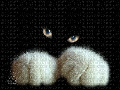 kotek3 - Darmowy animowany GIF