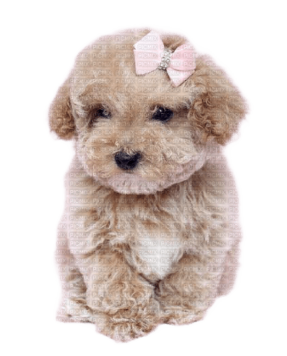 Dog Puppy Chien - фрее пнг
