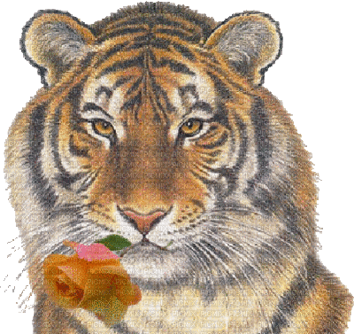 tigre aux yeux de couleurs - Nemokamas animacinis gif