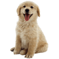 puppy - png grátis