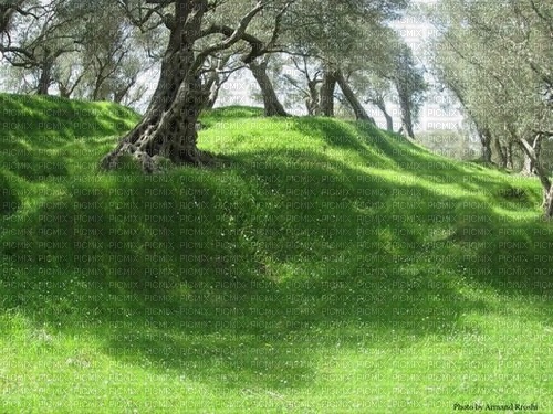 grassy hill background - gratis png