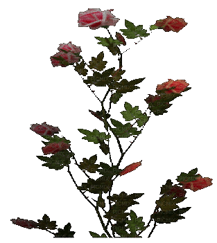 rose 2 - Besplatni animirani GIF