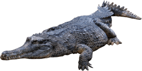 Kaz_Creations Crocodile Alligator - ingyenes png