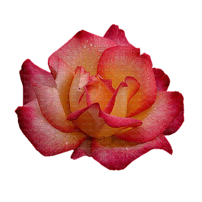 dulcineia8 rosas - besplatni png