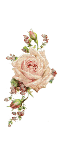 Vintage Rose - besplatni png