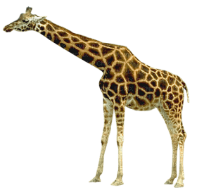Kaz_Creations Giraffe - PNG gratuit