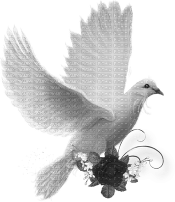pigeon by nataliplus - Free PNG