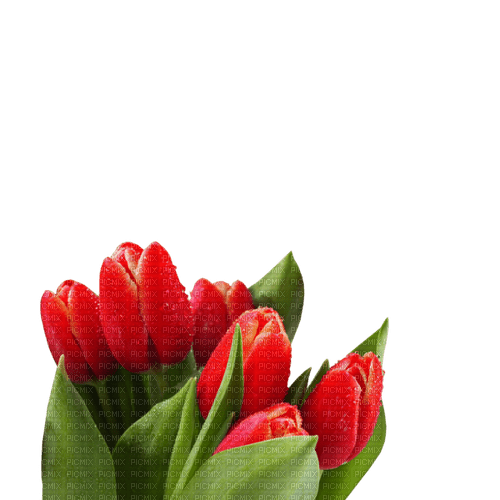tulips  Bb2 - darmowe png