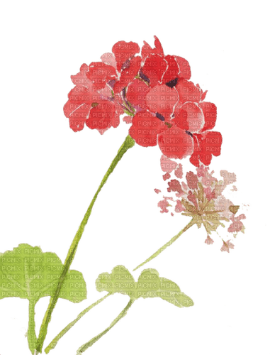 red flowers Bb2 - png ฟรี