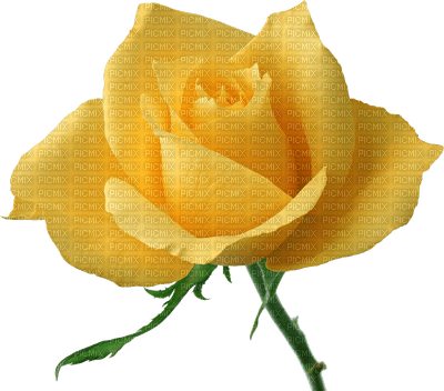 rosa amarela-l - ücretsiz png