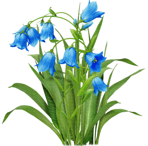 Flores azules - 無料png