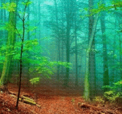 forest - Animovaný GIF zadarmo