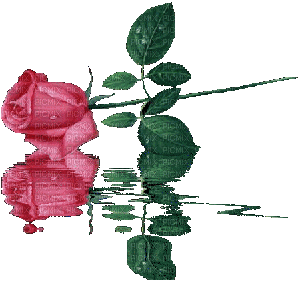 роза на воде - Δωρεάν κινούμενο GIF