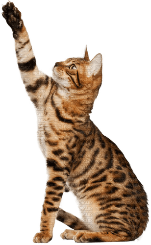 MMarcia gato chat cat - PNG gratuit