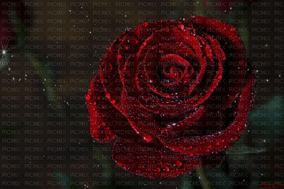 розы - Безплатен анимиран GIF