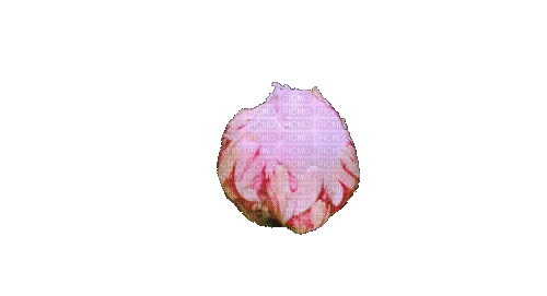 rosa  gif - 免费动画 GIF