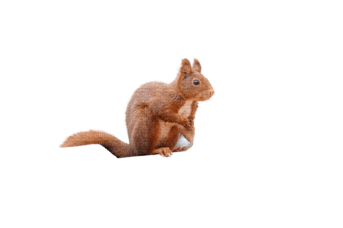 écureuil - nemokama png