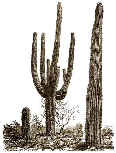 Plants.Cactus.plante.desert.Victoriabea - png ฟรี