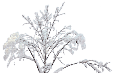 Snow Branch - PNG gratuit