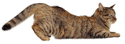 Kaz_Creations  Cat Kitten - PNG gratuit