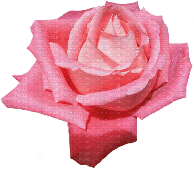 ruusu, rose, kukka, fleur, flower - png gratis