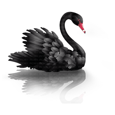 cisne negro  dubravka4 - nemokama png