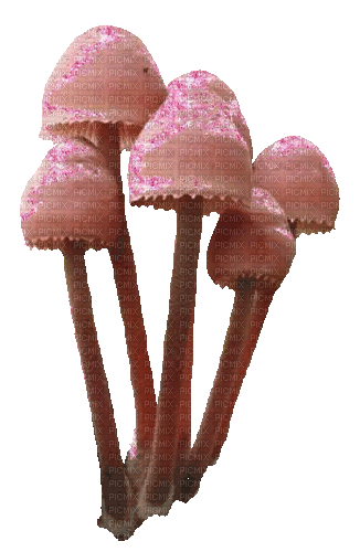 mushrooms - Gratis geanimeerde GIF