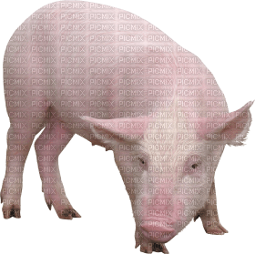 Kaz_Creations Pig - ilmainen png