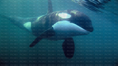 orca - GIF เคลื่อนไหวฟรี