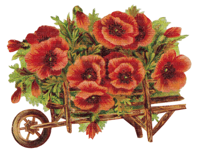 poppy flower  coquelicot fleur - png ฟรี