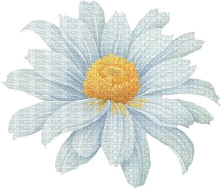 dolceluna daisy flower - nemokama png