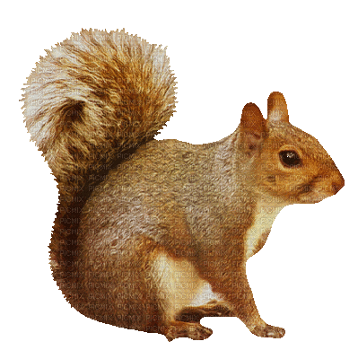 Squirrel Waving - Gratis animerad GIF